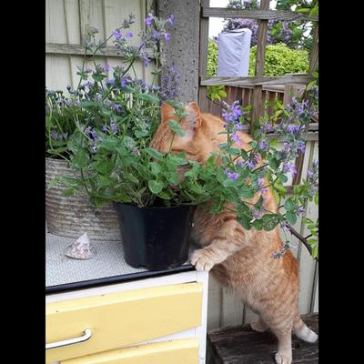 猫草猫薄荷种子小荆芥猫咪零食化毛草籽多年生室外盆栽观赏驱蚊草