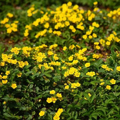 委陵菜花种子花籽路边河边小黄花花园地被植物多年生庭院花籽耐寒