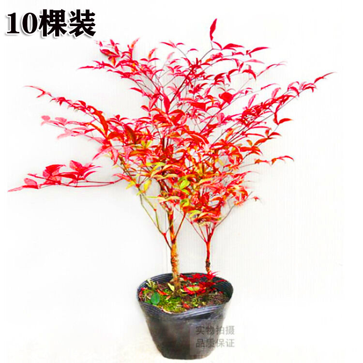 南天竹盆栽苗多少钱 南天竹盆栽苗优惠券免费领取 有条鱼