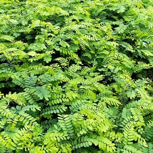 秧青树苗紫胶寄生树苗云南裸苗南岭黄檀苗 虫胶苗经济作物100起发