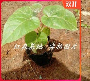 树番茄树苗 云南洋酸茄种 大树酸茄 庭院 基质袋苗 包邮园艺