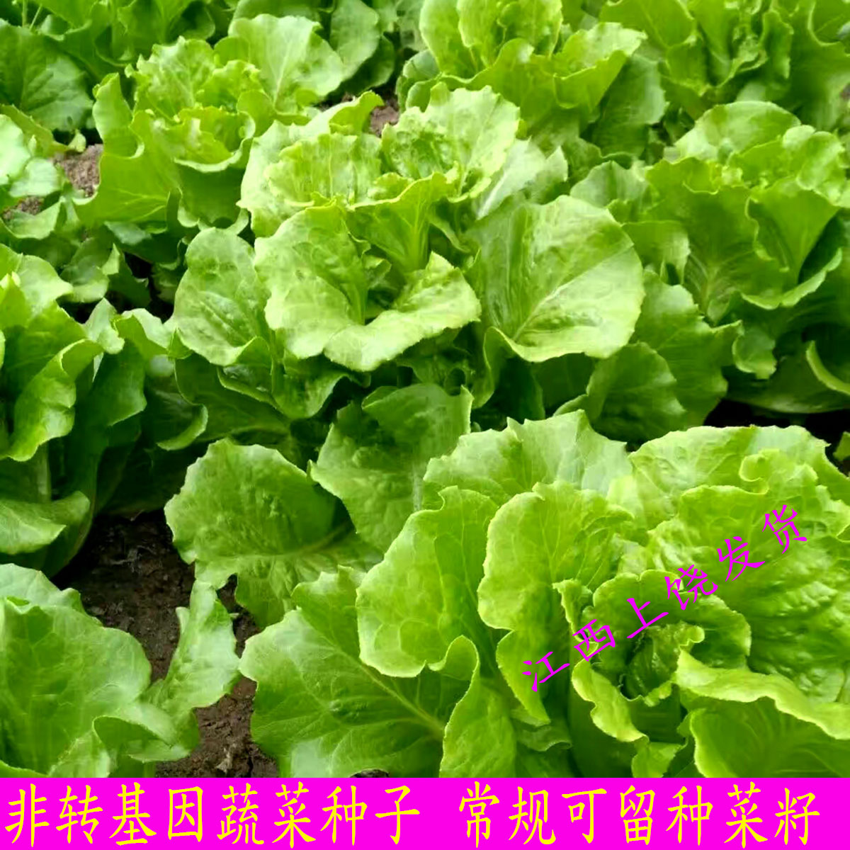自留老品种非转基因可留种常规种子生菜鹅仔菜莴仔菜