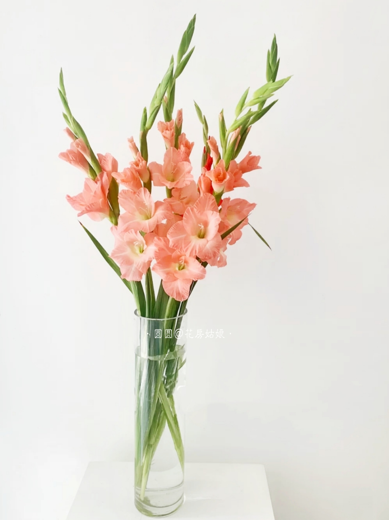剑兰鲜花唐菖蒲鲜花包邮睡莲新鲜供佛家庭插花粉香槟紫色直发