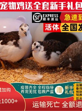 昂三只芦丁鸡网红宠物鸡活物观赏鸡40-60天青年鸡全色系宠物活鸡