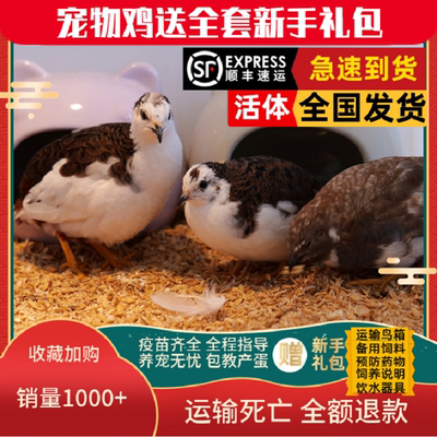 昂三只网红芦丁鸡宠物鸡活鸡顺丰