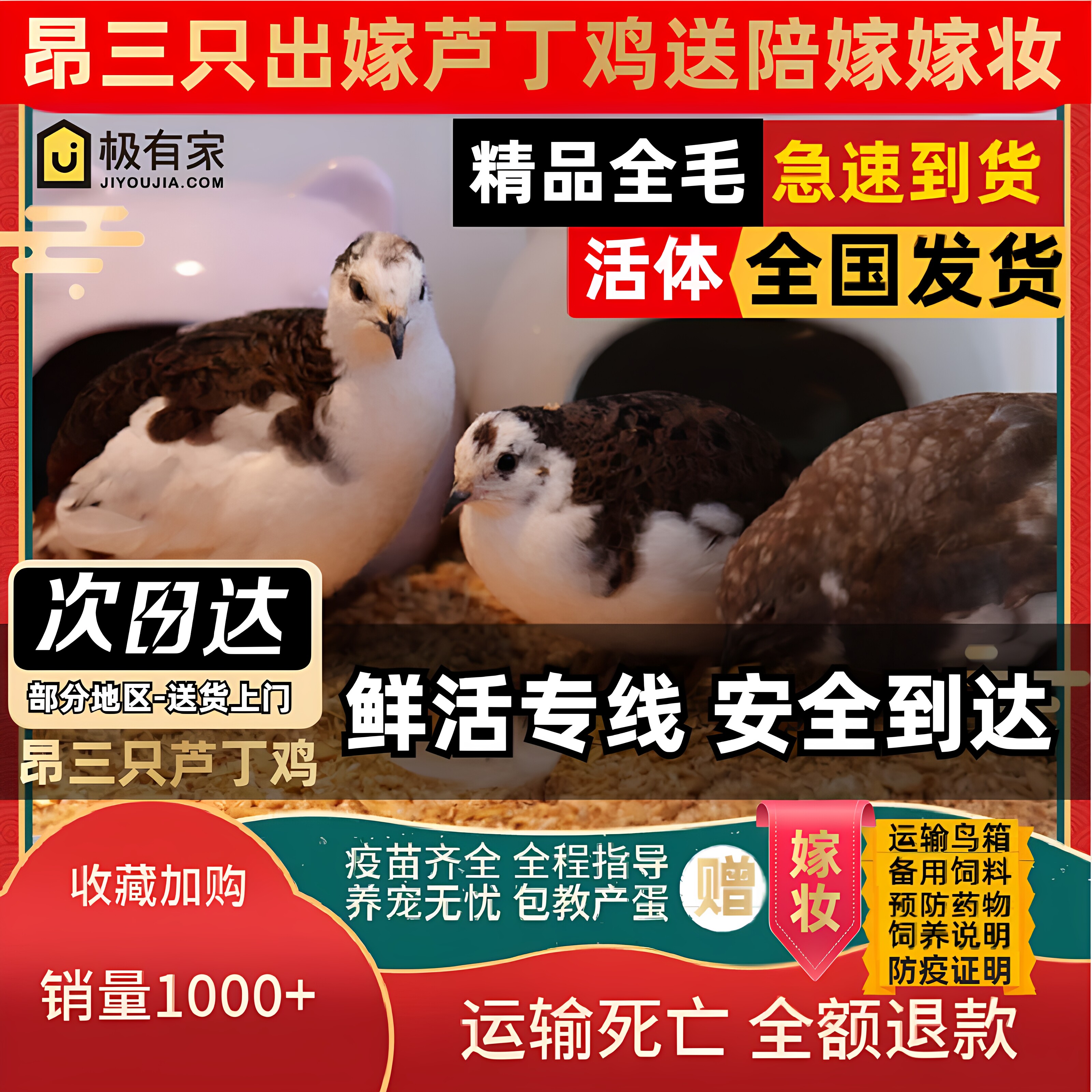 昂三只芦丁鸡网红宠物鸡活物观赏鸡40-60天青年鸡全色系宠物活鸡