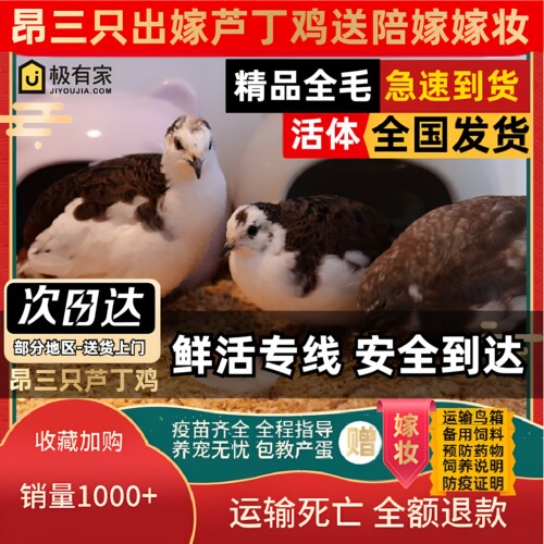 昂三只芦丁鸡40-60天活鸡宠物鸡