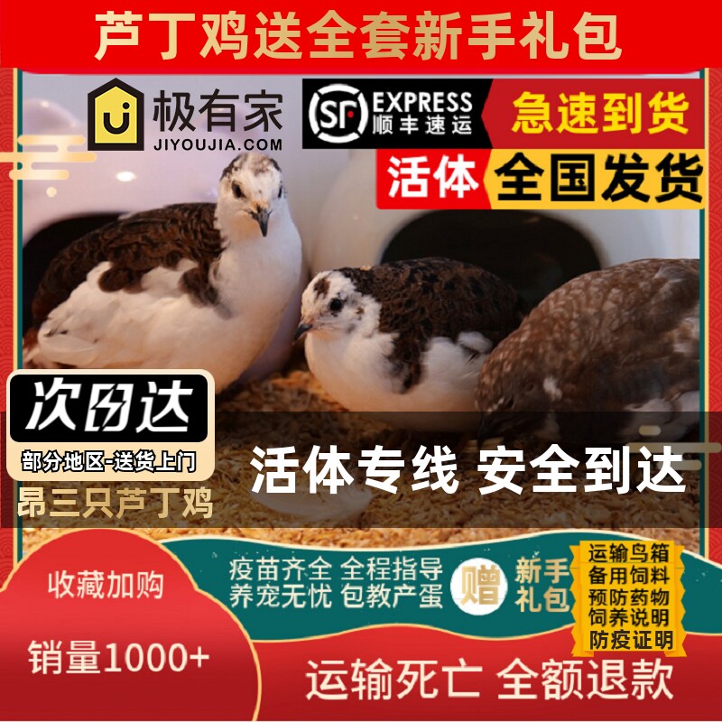 昂三只网红芦丁鸡宠物鸡全色系宠物活鸡40-60天青年鸡阳台宠物鸡