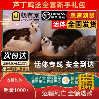 昂三只网红芦丁鸡宠物鸡40-60天