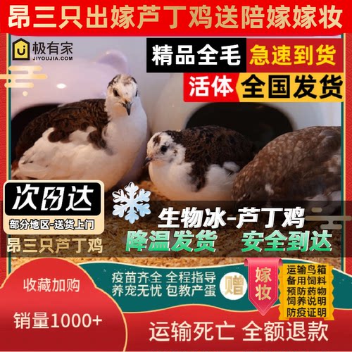 昂三只网红芦丁鸡宠物鸡活鸡顺丰