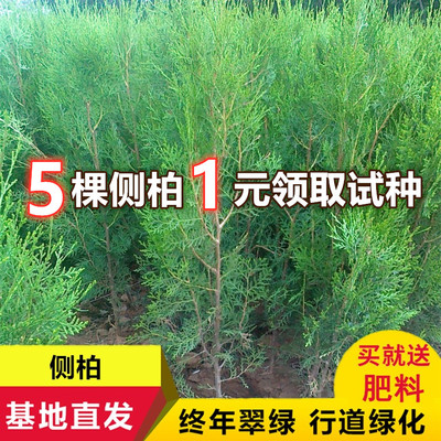 柏树苗松柏侧柏树苗扁柏圆柏松树塔柏宝塔松墓地柏树清明松树苗