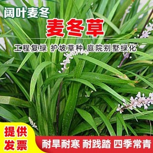 麦冬草大叶阔叶麦冬草金边麦冬草四季常青庭院别墅花园绿化耐寒草