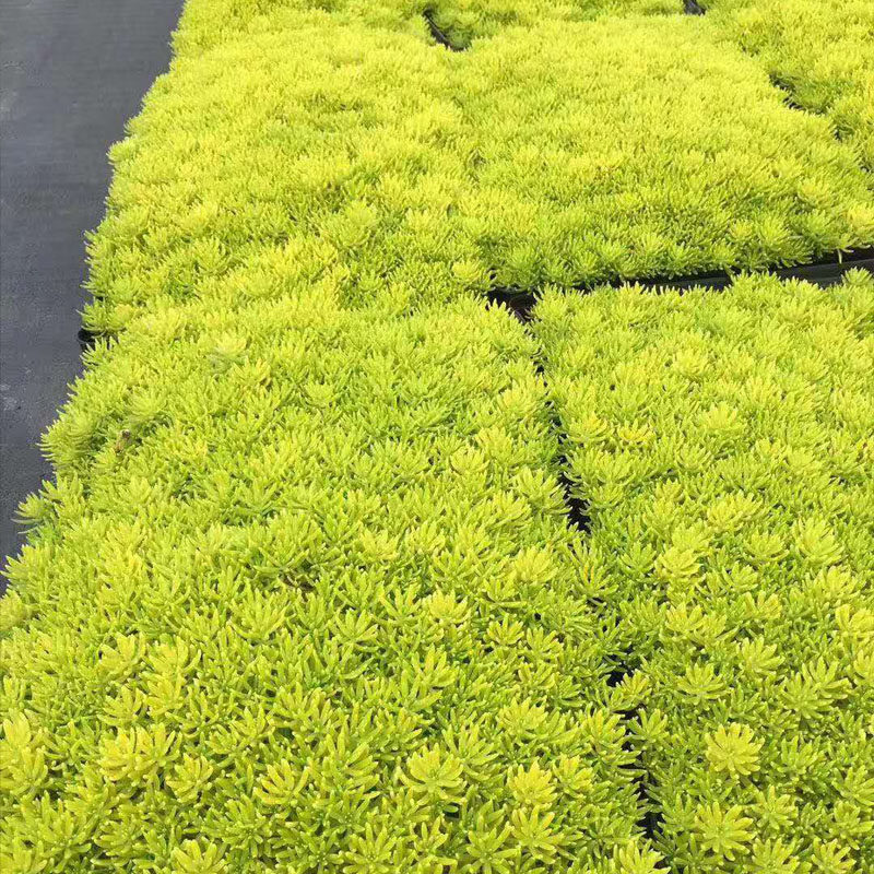佛甲草苗屋顶绿化草皮坪金叶黄金佛甲草万年草景天过路黄常青植物