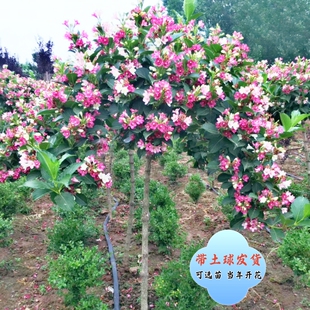 庭院绿化树种红王子锦带花苗花叶锦带五彩锦带花树苗锦带花苗盆栽