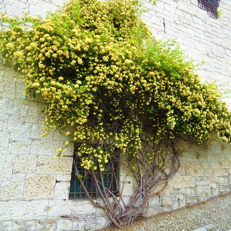 重瓣白黄木香花苗盆栽带花室内庭