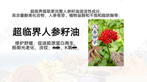 超临界CO2人参籽油 富含皂苷 修护舒缓促胶原K缞K氧以油养肤原料