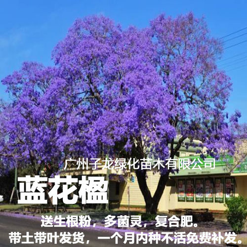 名贵稀有蓝花楹树苗别墅庭院花树