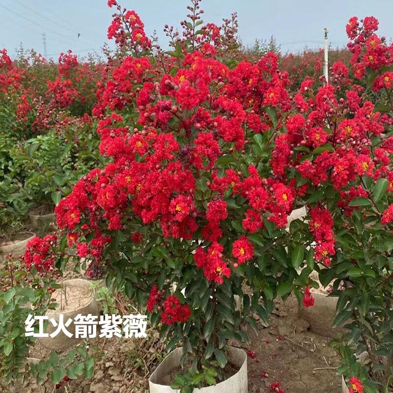 进口美国红火箭紫薇耐寒庭院盆栽