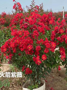 进口美国红火箭紫薇耐寒庭院盆栽