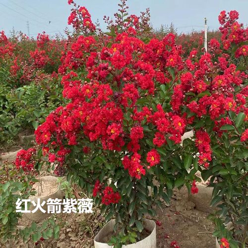 进口美国红火箭紫薇耐寒庭院盆栽