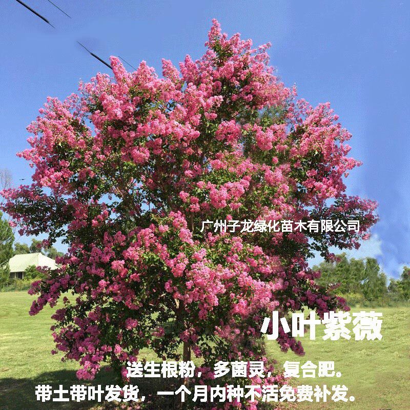 小叶紫薇树苗别墅庭院绿化风景树耐寒红花紫薇花树盆栽四季种植物