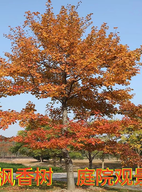 三角枫树苗古枫香广西枫香叶中药材黑色植物染料山枫香苗造林复绿