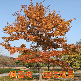 三角枫树苗古枫香广西枫香叶中药材黑色植物染料山枫香苗造林复绿