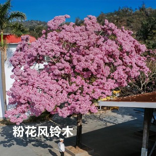 进口多花粉花紫花风铃木树苗别墅庭院绿化花树耐寒风景树盆栽地栽