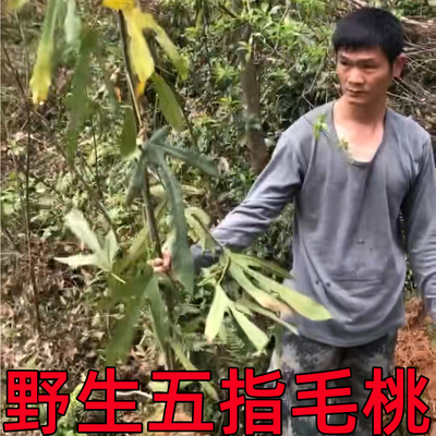 广东正宗纯真野生五指毛桃根正品农家自晒特产干货煲汤料500克