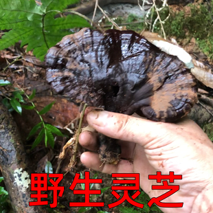 纯天然野生正宗紫黑灵芝整枝干货不苦正一斤可泡茶煲汤中药材泡酒