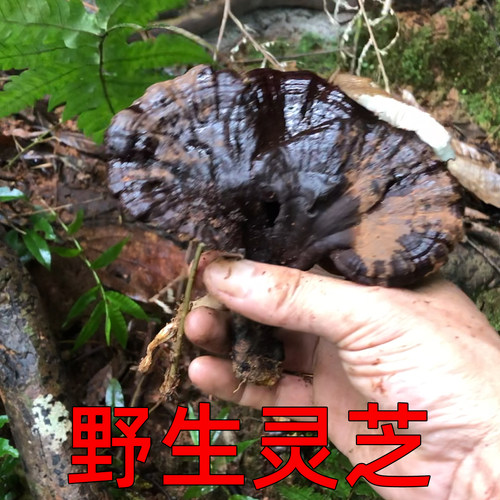 纯天然野生灵芝整枝干货正品