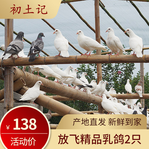 初土记冰鲜鸽子正宗散养