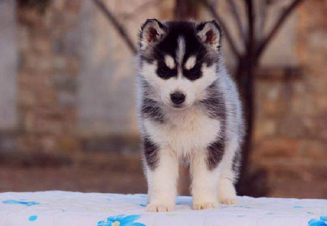 合肥赛级小哈士奇犬 哈奇小狗 阴阳眼宠物狗 哈士奇狗狗幼犬|msdalam kategori haiwan peliharaan/makanan haiwan dan bekalan, anjing - dari Buy2taobao.com untuk memberikan perkhidmatan ejen Taobao profesional membeli