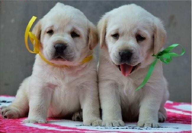 南京实体店米黄色 拉布拉多犬纯种幼犬出售></p></a>导盲犬 保纯种健康