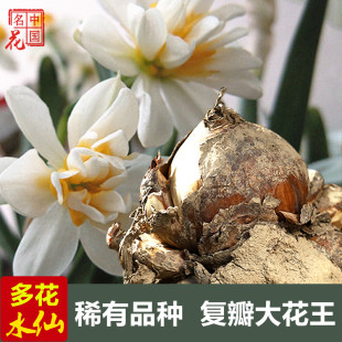 正宗漳州水仙花王大种球稀有水培种球冬季室内陈根松水仙大种球