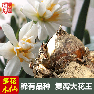 推荐正宗漳州水仙花王大种球