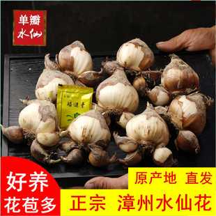 正宗漳州水仙花种球室内冬季盆栽水养新手植物单瓣大球根花卉种子