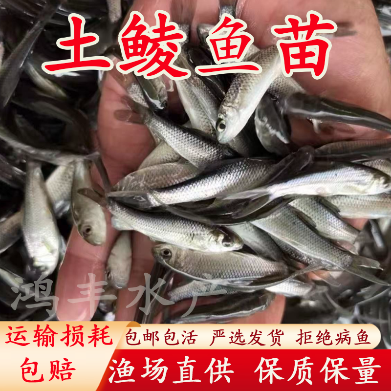 土鲮鱼苗优质鲮鱼苗淡水活体养殖麦鲮鱼泰鲮鱼苗可食用鲮鱼小鱼苗
