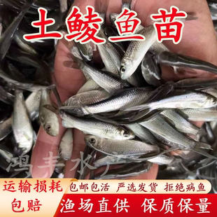 土鲮鱼苗优质鲮鱼苗淡水活体养殖麦鲮鱼泰鲮鱼苗可食用鲮鱼小鱼苗