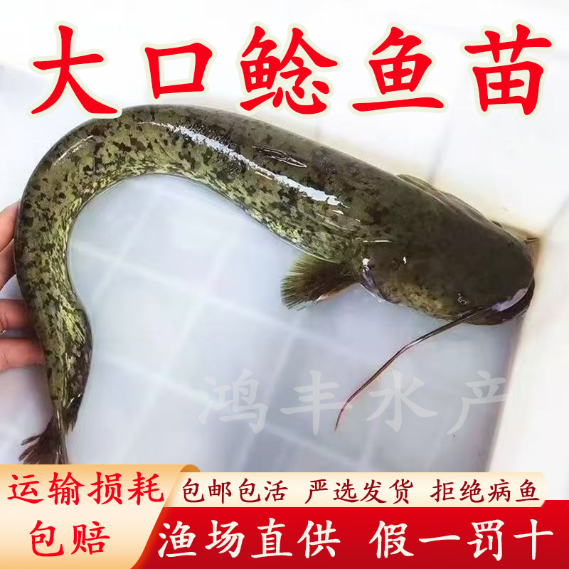 大口鲶鱼苗两须淡水鱼大口鲶鱼苗养殖食用南方凶猛路亚二须鲶鱼苗
