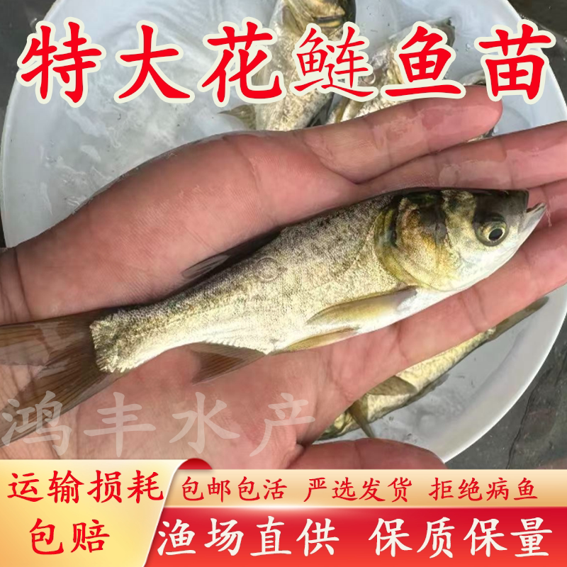 花鲢鱼苗淡水养殖食用大头鱼苗鲢鳙胖头鱼鲜活冷水鱼大头雄鱼鱼苗