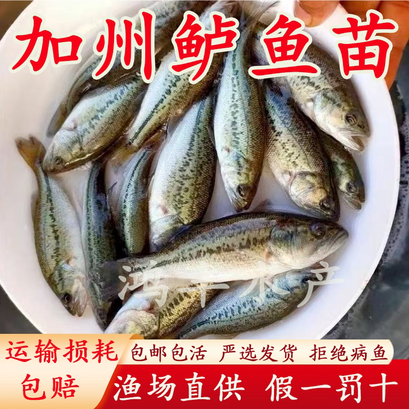 鲈鱼苗特大加州鲈鱼苗可食用大口黑鲈路亚肉食凶猛养殖淡水鲈鱼苗