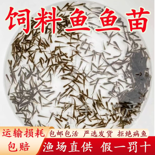喂乌龟饲料鱼小鱼活体养殖活鱼龙鱼活食饲料淡水鱼苗草鱼路亚钓鱼