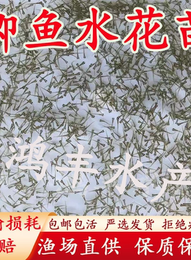中科5五号鲫鱼水花苗中科3号水花苗白银鲫黄金鲫大板工程鲫鱼苗