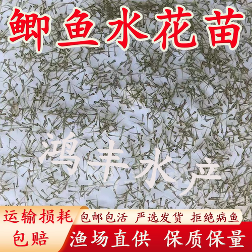 中科5五号鲫鱼水花苗中科3号水花苗白银鲫黄金鲫大板工程鲫鱼苗