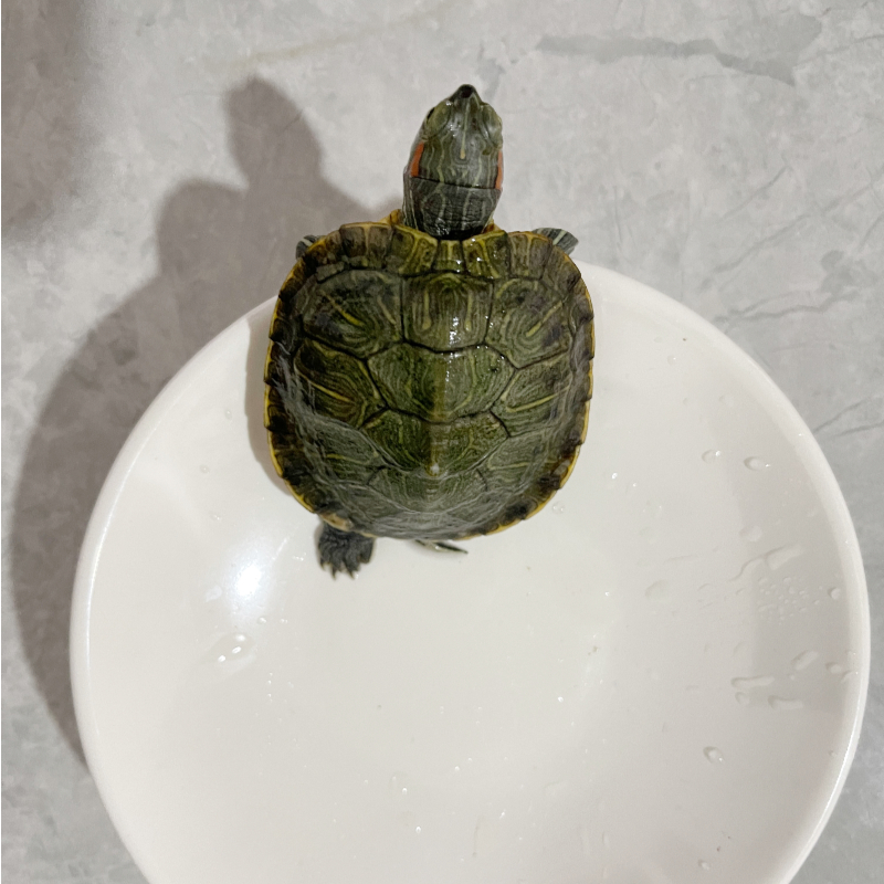 宠物乌龟巴西龟便宜清缸活泼批发