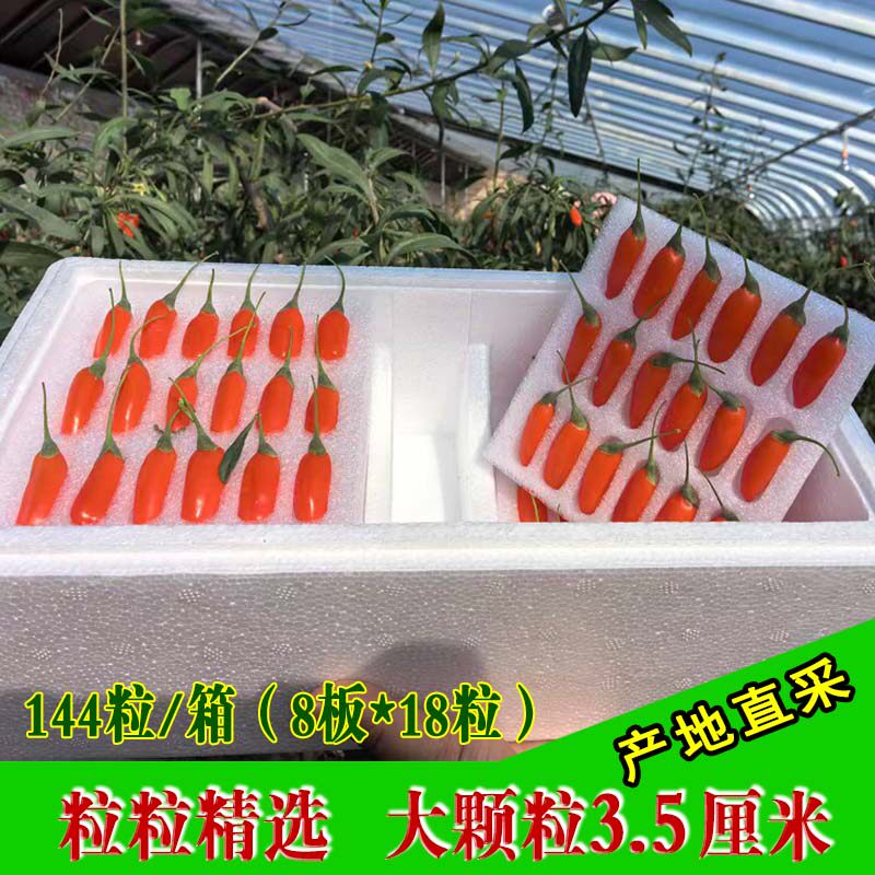 宁夏新鲜枸杞水果现摘现发大颗粒苟杞礼盒顺丰包邮 144粒/箱