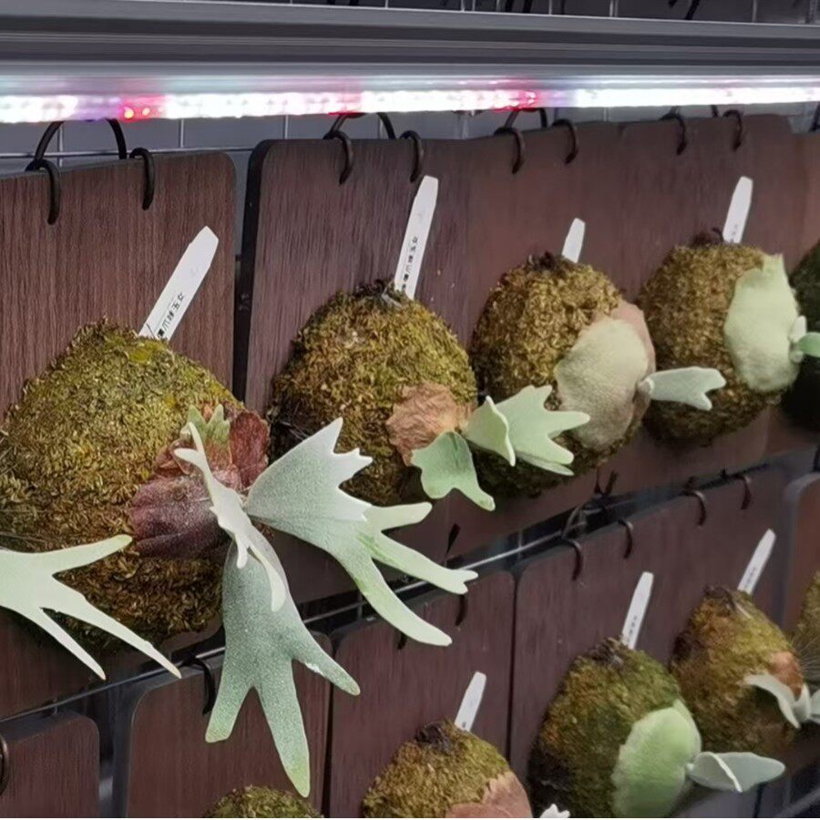 植物补光灯鹿角蕨兰花全