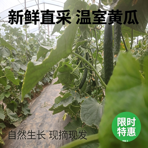 黄瓜应季新鲜绿心黄瓜生吃现摘农家蔬菜一整箱批发当季减脂小黄瓜