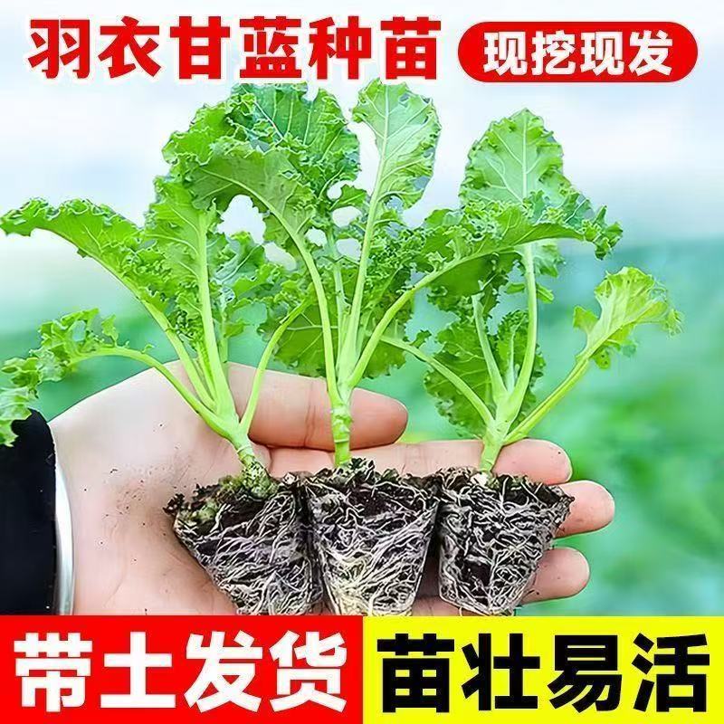 四季可食用绿羽衣甘蓝秧苗紫羽衣甘蓝大苗带土发货耐寒蔬菜苗盆栽